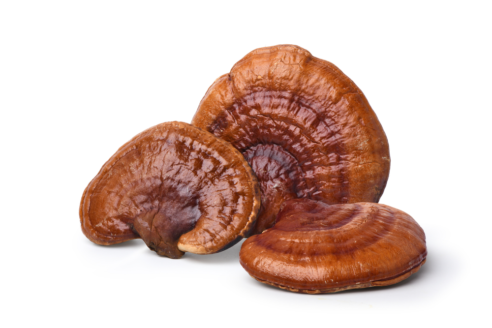 Red,Reishi,Mushroom,Isolated,On,White,Background,,Clipping,Path.