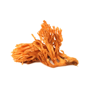 hover cordyceps1