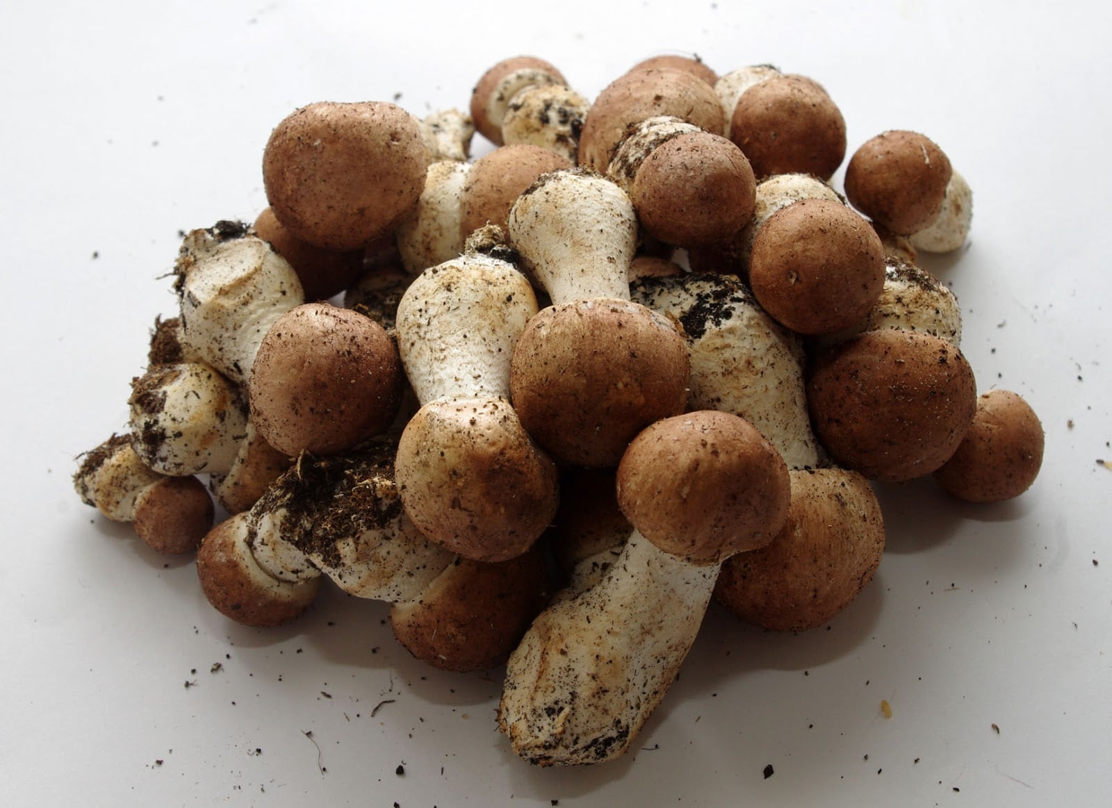 agaricus-brazilsky-zampion-starnuti-travici-trakt-traveni-starnuti