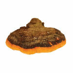 BIO proszek Chaga