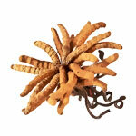 Ekstrakt Cordyceps CS-4 30%