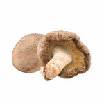 BIO proszek Shiitake